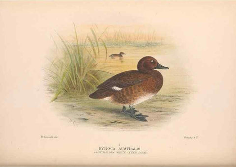 Reproducción/Reproduction 48684657437: The Birds of Australia. London :Witherby & Co.,1910-1927.. 