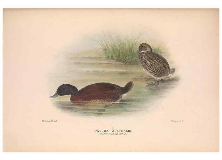Reproducción/Reproduction 48684482686: The Birds of Australia. London :Witherby & Co.,1910-1927.. 