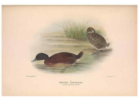 Reproducción/Reproduction 48684482686: The Birds of Australia. London :Witherby & Co.,1910-1927.. 