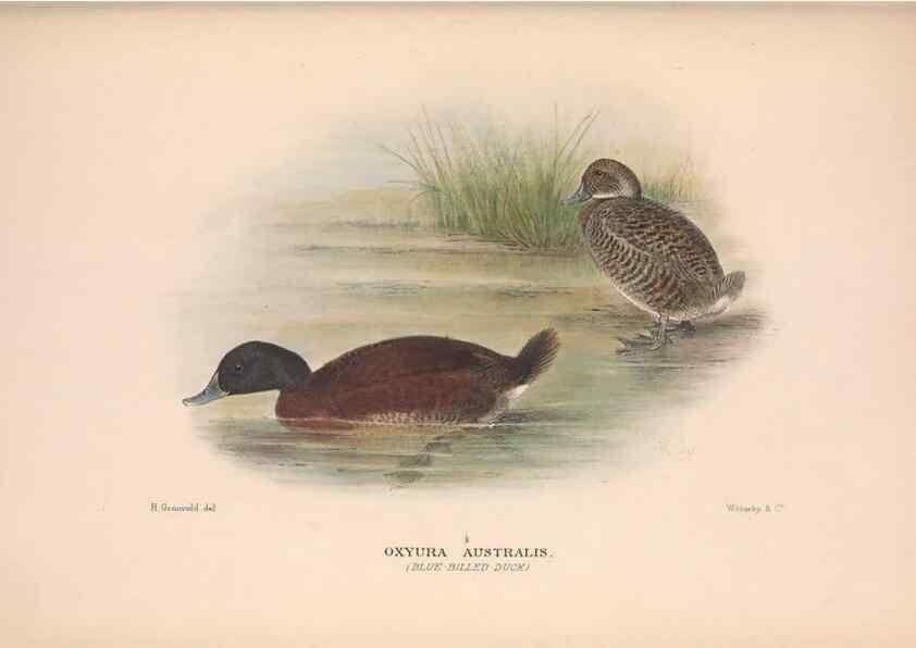 Reproducción/Reproduction 48684482686: The Birds of Australia. London :Witherby & Co.,1910-1927.. 