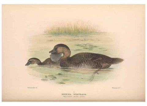 Reproducción/Reproduction 48684143088: The Birds of Australia. London :Witherby & Co.,1910-1927.. 