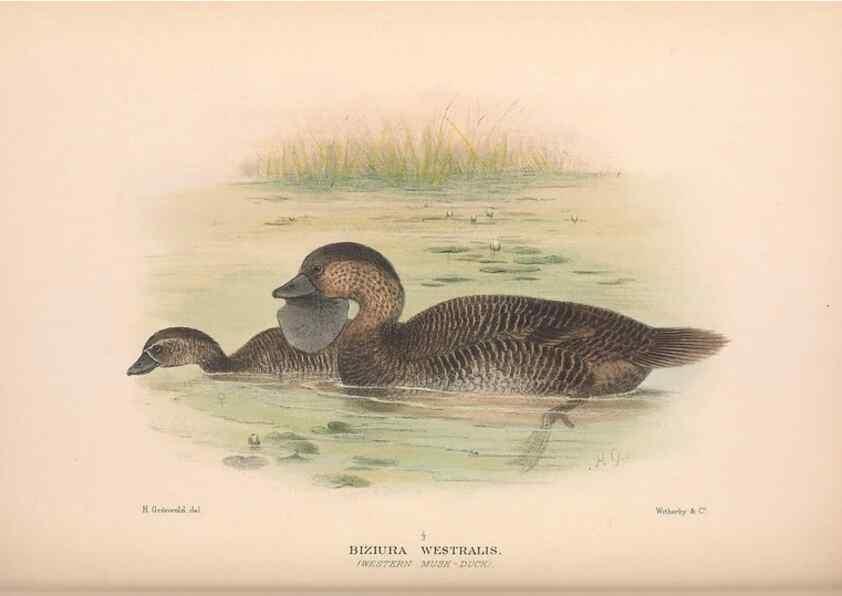 Reproducción/Reproduction 48684143088: The Birds of Australia. London :Witherby & Co.,1910-1927.. 