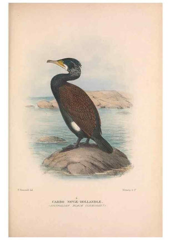 Reproducción/Reproduction 48684483311: The Birds of Australia. London :Witherby & Co.,1910-1927.. 