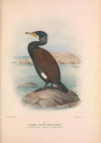 Reproducción/Reproduction 48684483311: The Birds of Australia. London :Witherby & Co.,1910-1927.. 