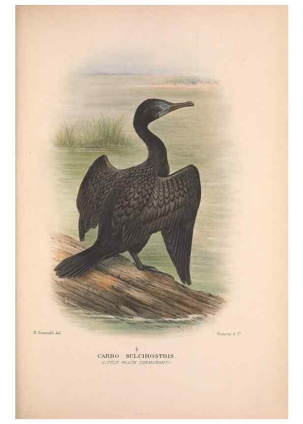 Reproducción/Reproduction 48684483581: The Birds of Australia. London :Witherby & Co.,1910-1927.. 