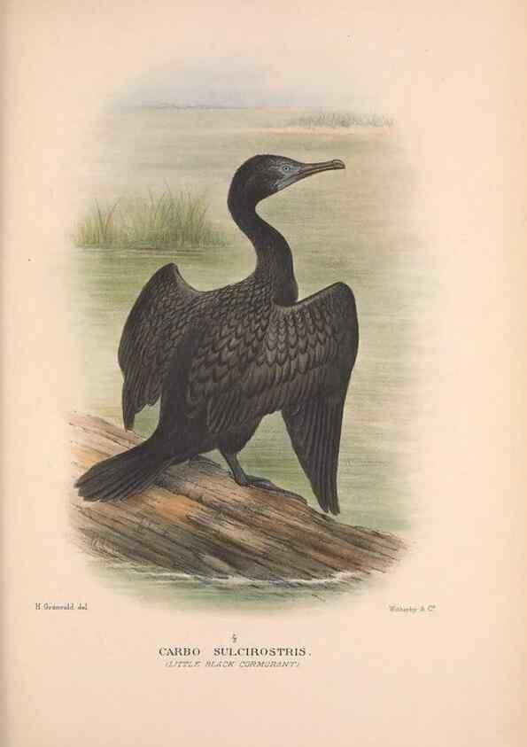 Reproducción/Reproduction 48684483581: The Birds of Australia. London :Witherby & Co.,1910-1927.. 