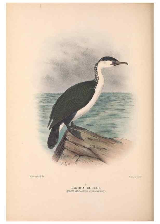 Reproducción/Reproduction 48684483866: The Birds of Australia. London :Witherby & Co.,1910-1927.. 