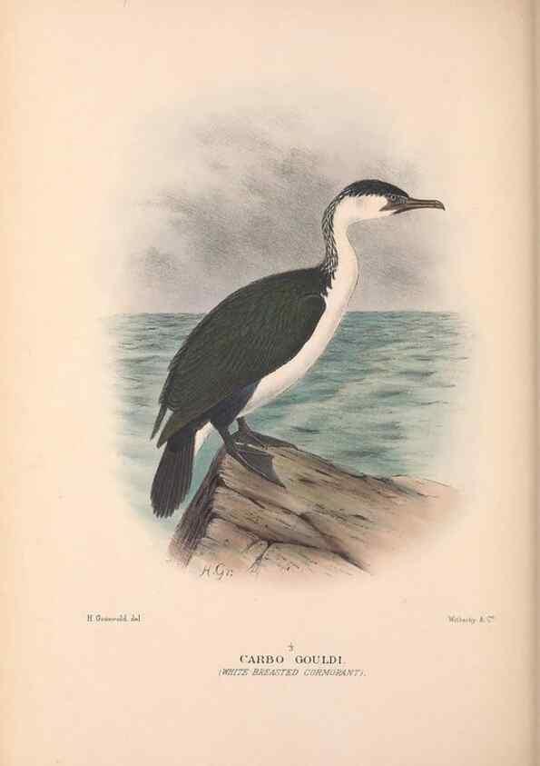 Reproducción/Reproduction 48684483866: The Birds of Australia. London :Witherby & Co.,1910-1927.. 