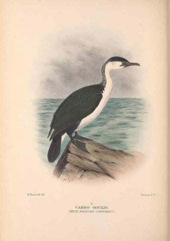 Reproducción/Reproduction 48684483866: The Birds of Australia. London :Witherby & Co.,1910-1927.. 