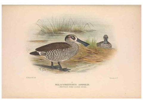 Reproducción/Reproduction 48684141743: The Birds of Australia. London :Witherby & Co.,1910-1927.. 