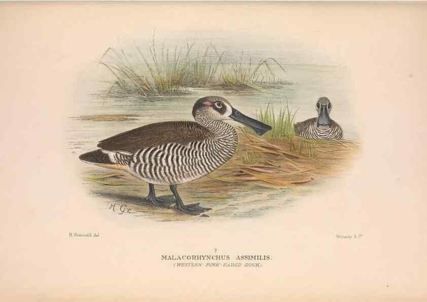 Reproducción/Reproduction 48684141743: The Birds of Australia. London :Witherby & Co.,1910-1927.. 