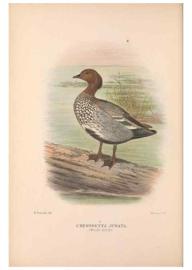 Reproducción/Reproduction 48684478786: The Birds of Australia. London :Witherby & Co.,1910-1927.. 