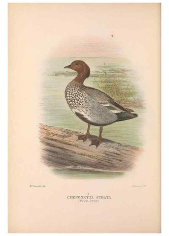 Reproducción/Reproduction 48684478786: The Birds of Australia. London :Witherby & Co.,1910-1927.. 