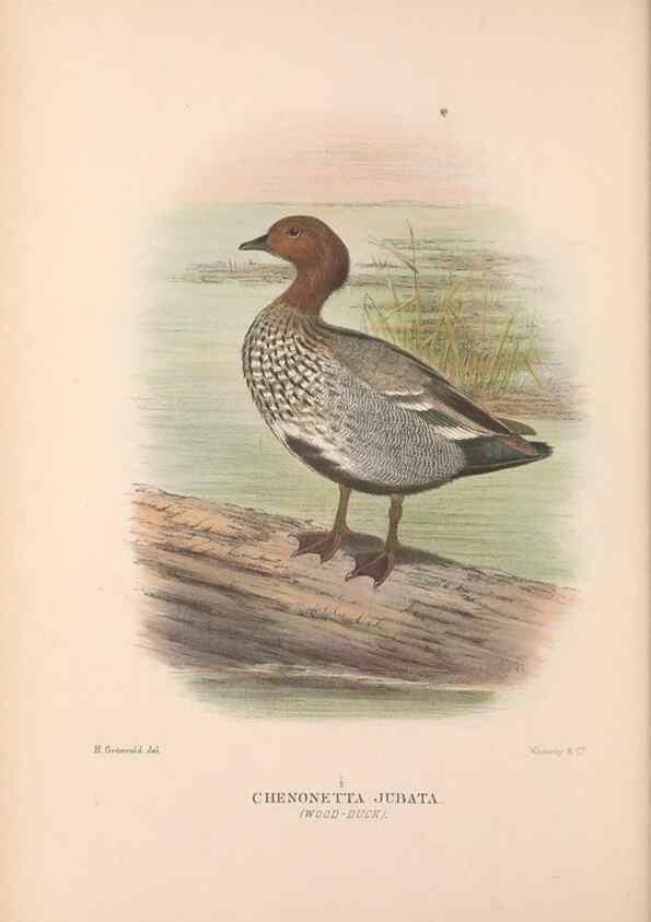 Reproducción/Reproduction 48684478786: The Birds of Australia. London :Witherby & Co.,1910-1927.. 