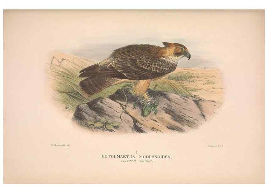 Reproducción/Reproduction 48684550036: The Birds of Australia. London :Witherby & Co.,1910-1927.. 