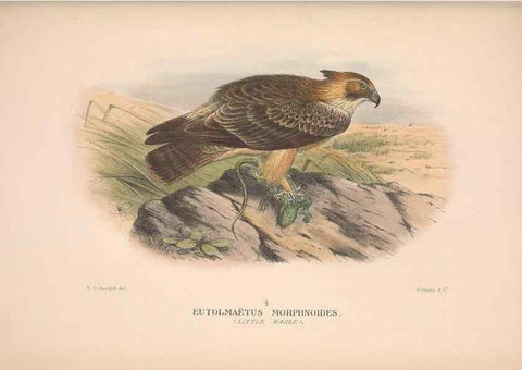 Reproducción/Reproduction 48684550036: The Birds of Australia. London :Witherby & Co.,1910-1927.. 