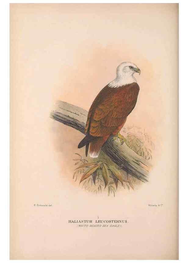 Reproducción/Reproduction 48684724747: The Birds of Australia. London :Witherby & Co.,1910-1927.. 