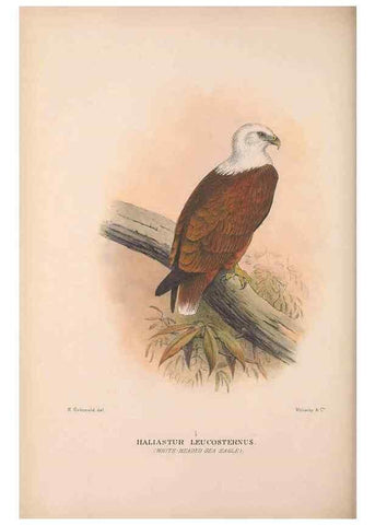Reproducción/Reproduction 48684724747: The Birds of Australia. London :Witherby & Co.,1910-1927.. 