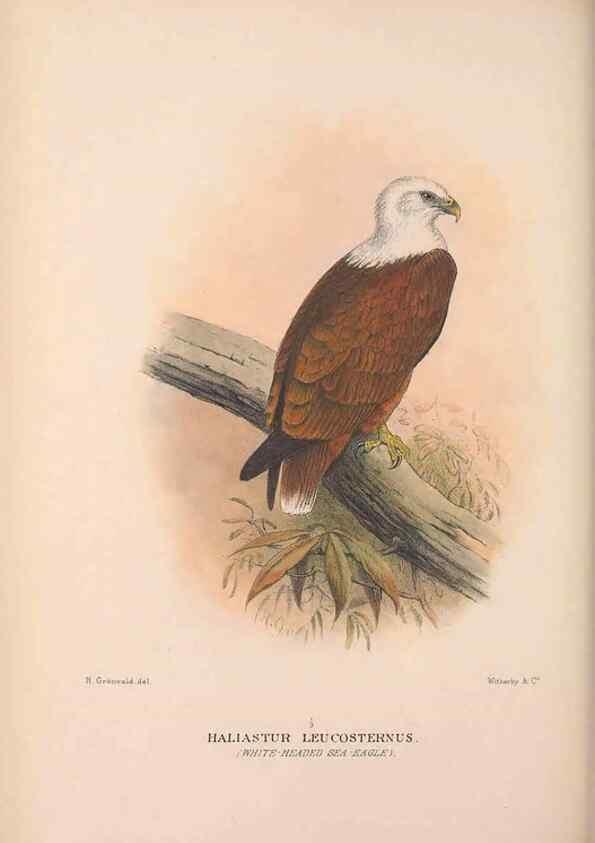 Reproducción/Reproduction 48684724747: The Birds of Australia. London :Witherby & Co.,1910-1927.. 