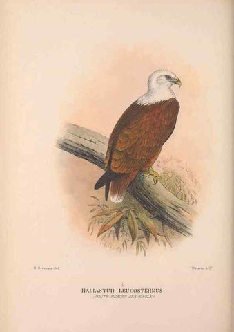 Reproducción/Reproduction 48684724747: The Birds of Australia. London :Witherby & Co.,1910-1927.. 