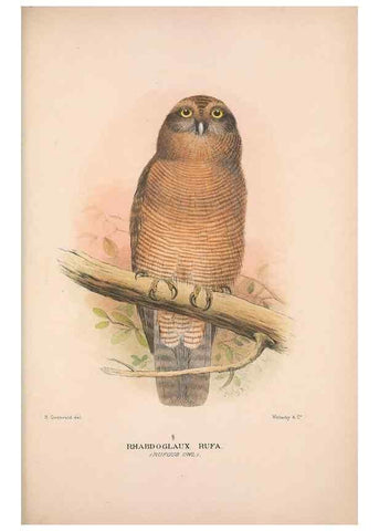 Reproducción/Reproduction 48684557476: The Birds of Australia. London :Witherby & Co.,1910-1927.. 