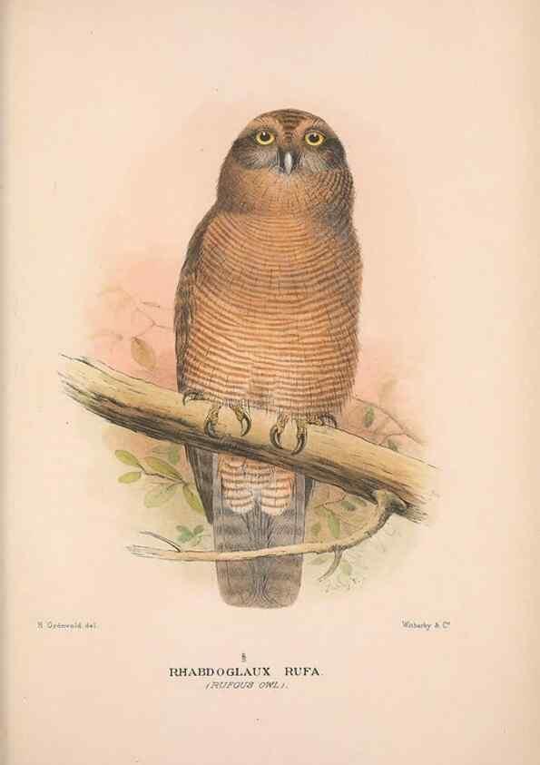 Reproducción/Reproduction 48684557476: The Birds of Australia. London :Witherby & Co.,1910-1927.. 