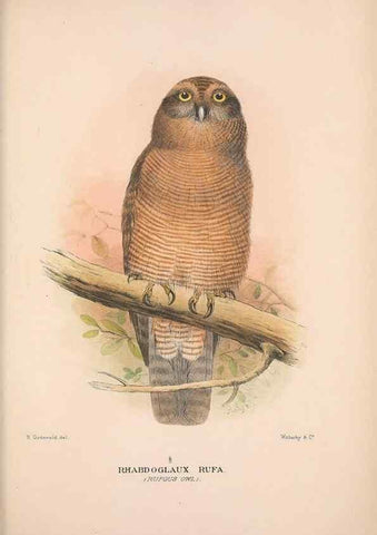 Reproducción/Reproduction 48684557476: The Birds of Australia. London :Witherby & Co.,1910-1927.. 