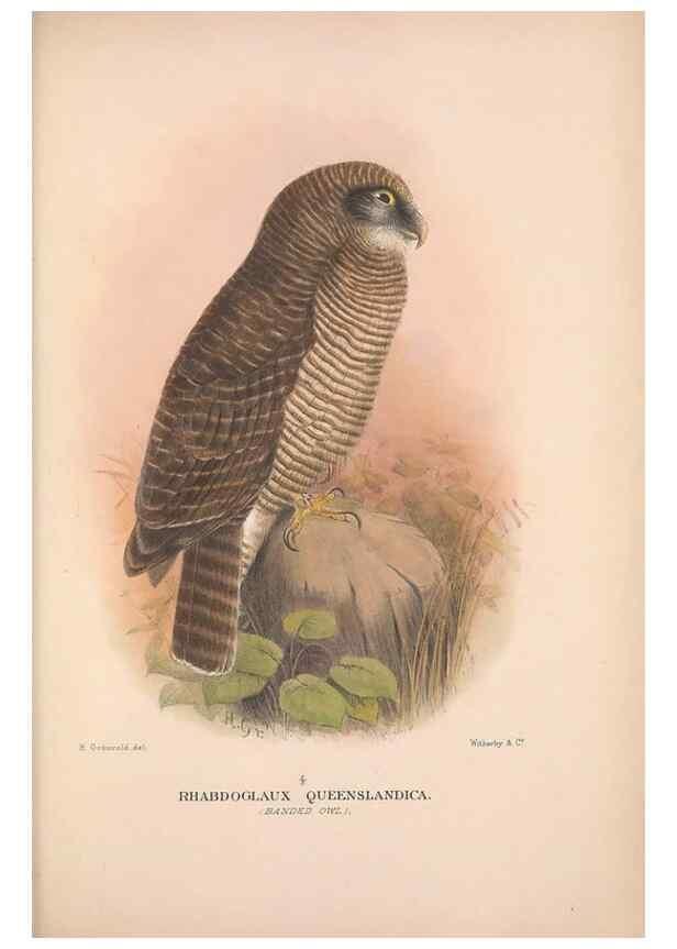 Reproducción/Reproduction 48684217968: The Birds of Australia. London :Witherby & Co.,1910-1927.. 