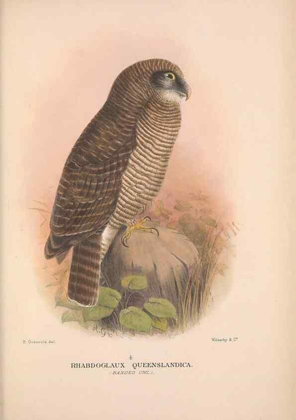 Reproducción/Reproduction 48684217968: The Birds of Australia. London :Witherby & Co.,1910-1927.. 