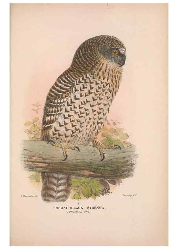 Reproducción/Reproduction 48684218348: The Birds of Australia. London :Witherby & Co.,1910-1927.. 