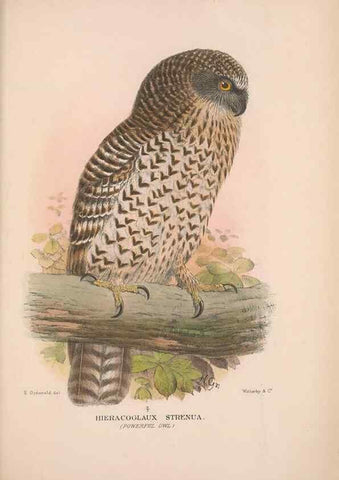 Reproducción/Reproduction 48684218348: The Birds of Australia. London :Witherby & Co.,1910-1927.. 