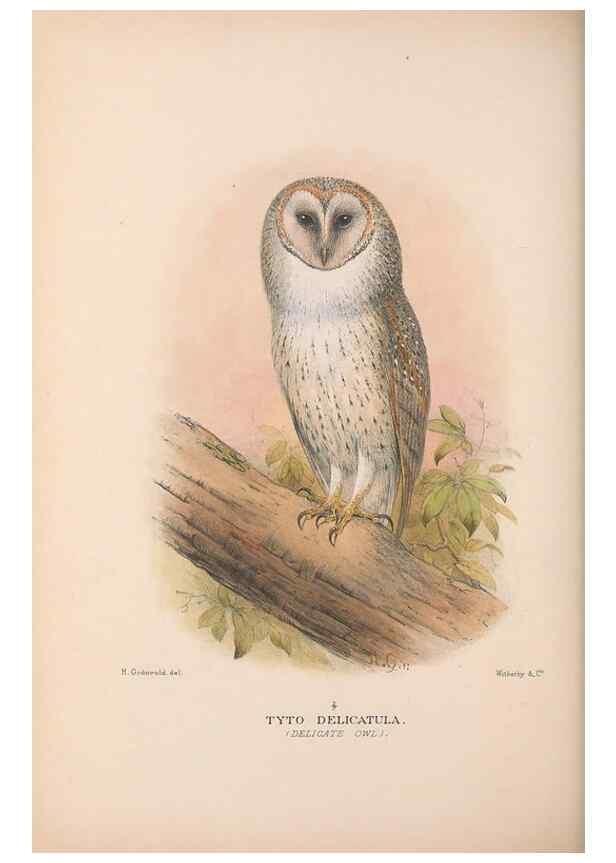 Reproducción/Reproduction 48684218788: The Birds of Australia. London :Witherby & Co.,1910-1927.. 