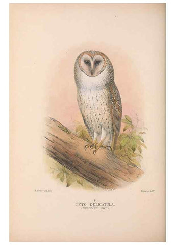 Reproducción/Reproduction 48684218788: The Birds of Australia. London :Witherby & Co.,1910-1927.. 