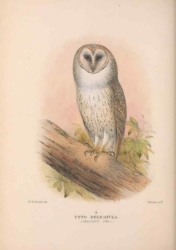 Reproducción/Reproduction 48684218788: The Birds of Australia. London :Witherby & Co.,1910-1927.. 