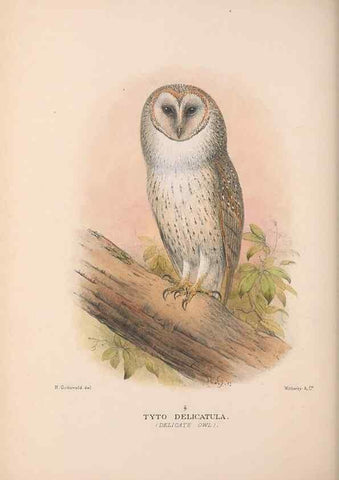 Reproducción/Reproduction 48684218788: The Birds of Australia. London :Witherby & Co.,1910-1927.. 