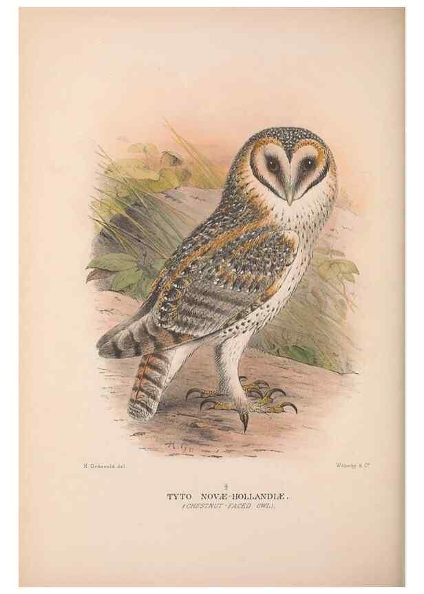 Reproducción/Reproduction 48684219153: The Birds of Australia. London :Witherby & Co.,1910-1927.. 