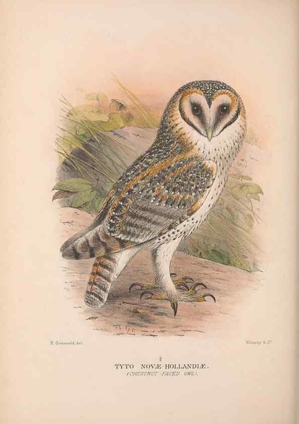 Reproducción/Reproduction 48684219153: The Birds of Australia. London :Witherby & Co.,1910-1927.. 