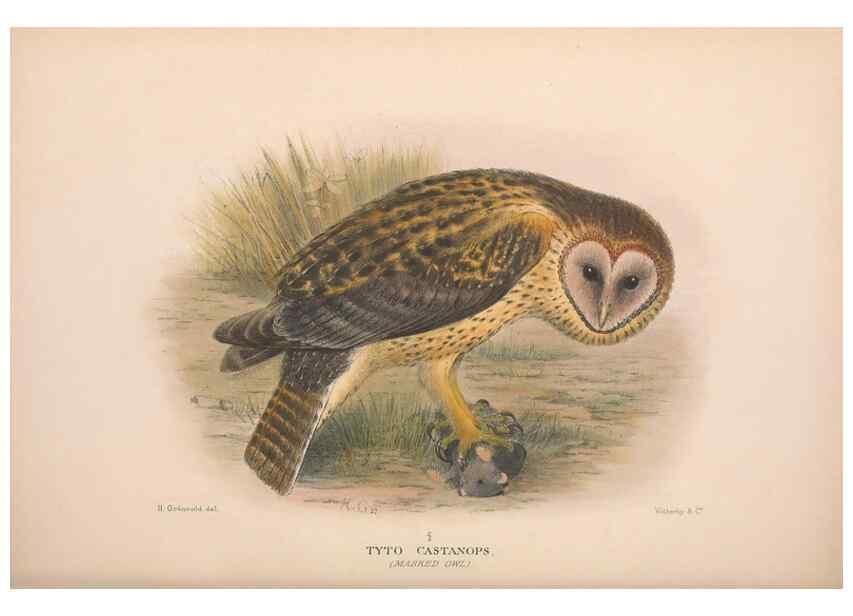 Reproducción/Reproduction 48684219678: The Birds of Australia. London :Witherby & Co.,1910-1927.. 