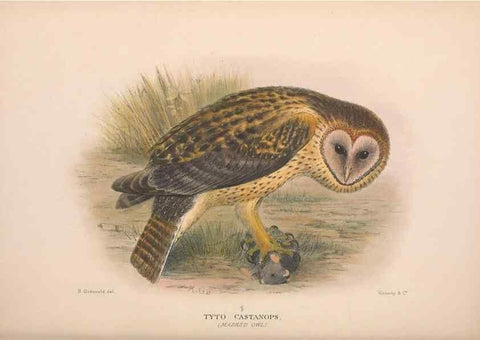 Reproducción/Reproduction 48684219678: The Birds of Australia. London :Witherby & Co.,1910-1927.. 