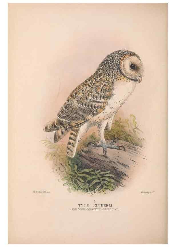 Reproducción/Reproduction 48684219948: The Birds of Australia. London :Witherby & Co.,1910-1927.. 