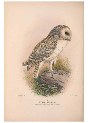Reproducción/Reproduction 48684219948: The Birds of Australia. London :Witherby & Co.,1910-1927.. 