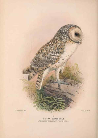 Reproducción/Reproduction 48684219948: The Birds of Australia. London :Witherby & Co.,1910-1927.. 