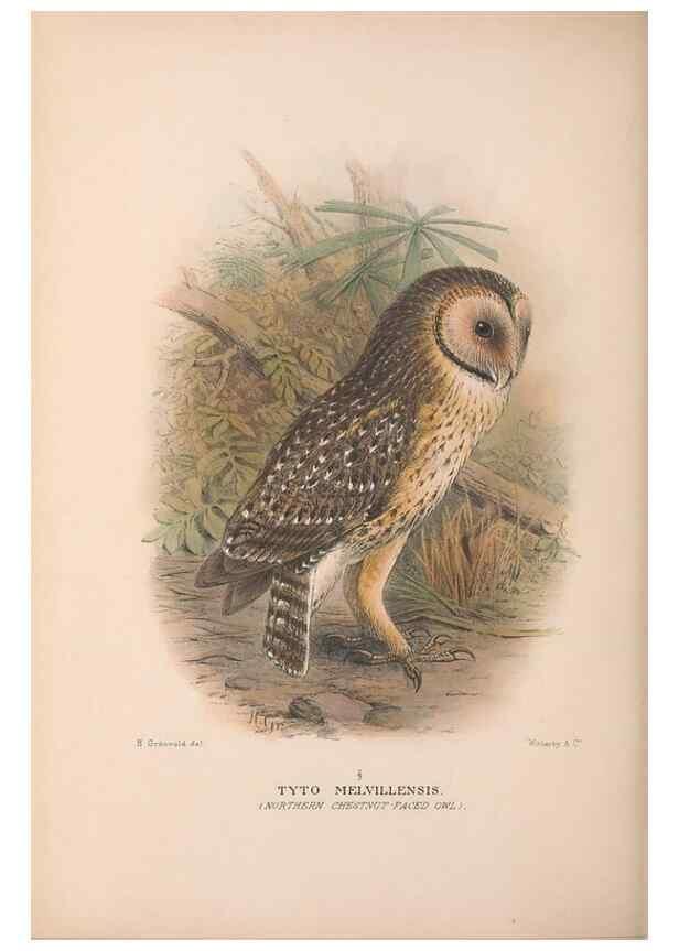 Reproducción/Reproduction 48684733787: The Birds of Australia. London :Witherby & Co.,1910-1927.. 