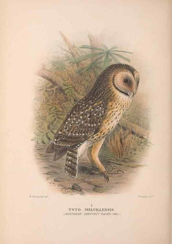 Reproducción/Reproduction 48684733787: The Birds of Australia. London :Witherby & Co.,1910-1927.. 