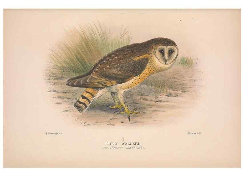 Reproducción/Reproduction 48684734072: The Birds of Australia. London :Witherby & Co.,1910-1927.. 