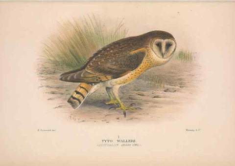 Reproducción/Reproduction 48684734072: The Birds of Australia. London :Witherby & Co.,1910-1927.. 