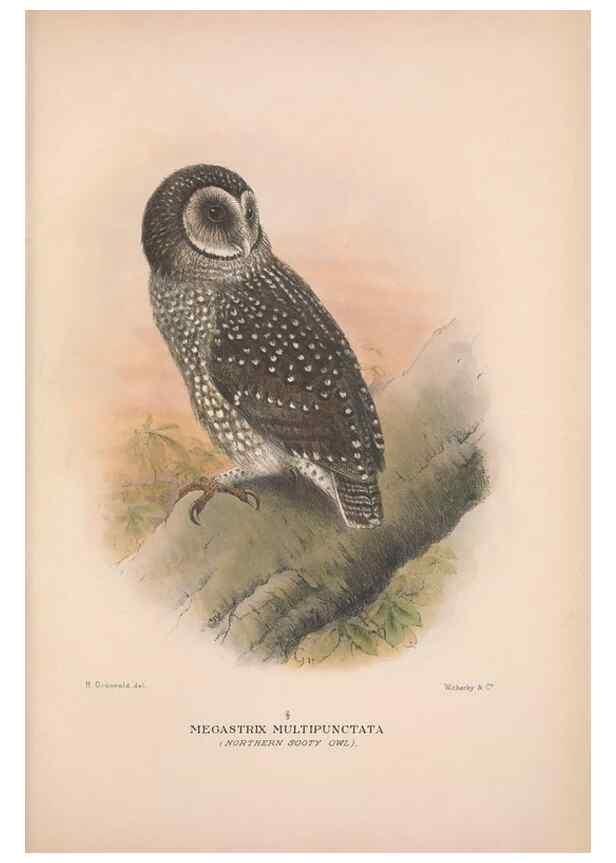 Reproducción/Reproduction 48684220768: The Birds of Australia. London :Witherby & Co.,1910-1927.. 