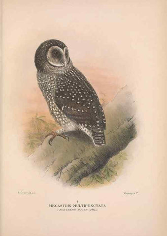 Reproducción/Reproduction 48684220768: The Birds of Australia. London :Witherby & Co.,1910-1927.. 