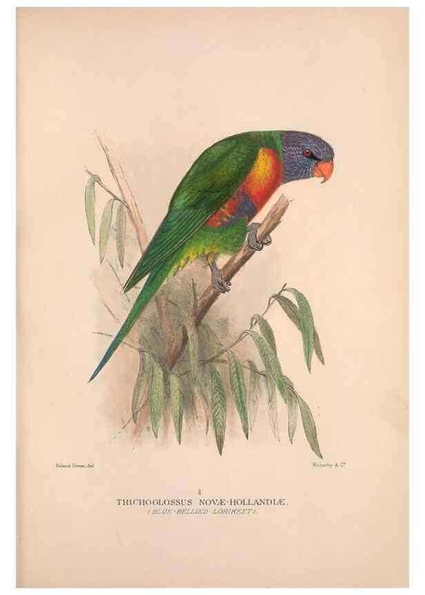 Reproducción/Reproduction 48684608091: The Birds of Australia. London :Witherby & Co.,1910-1927.. 