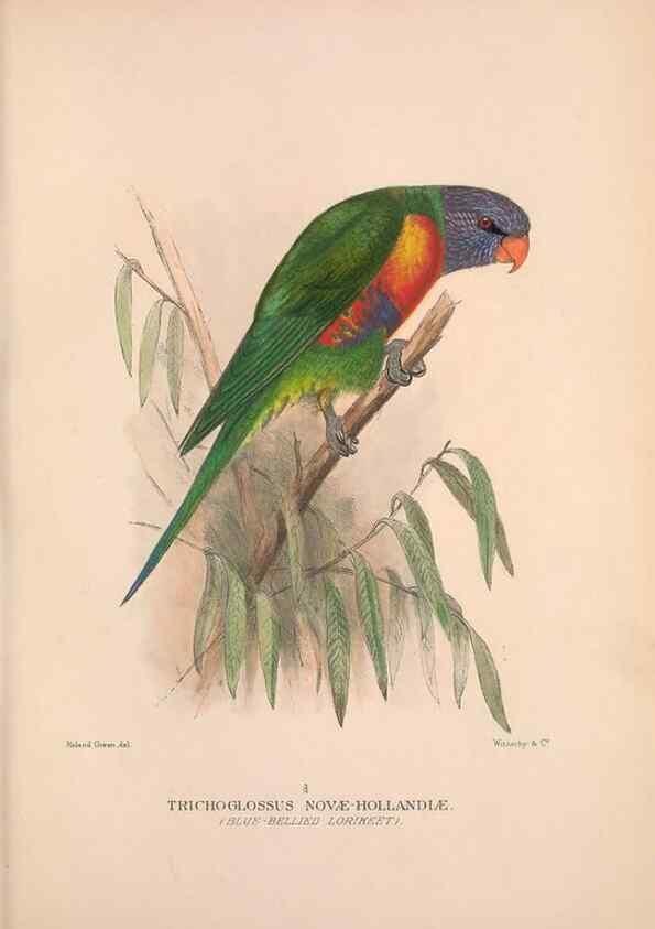 Reproducción/Reproduction 48684608091: The Birds of Australia. London :Witherby & Co.,1910-1927.. 